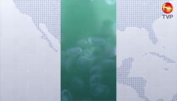 Hay presencia de medusas luna en Mazatlán