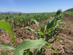 Cuatro T elimina prima del seguro agrícola