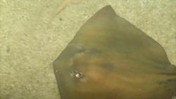Medusas y mantarrayas en el mar por cambio de temperatura