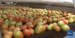 Producción de jitomate orgánico en invernadero es incipiente