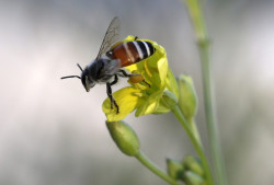 Miel sin abejas
