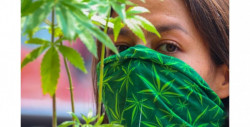 Este miércoles los senadores discutirán la legalización de la marihuana con fines recreativos