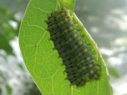 Mariposa cuatro espejos  logró cerrar su ciclo de reproducción exitosamente