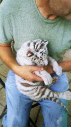 Ponle nombre al tigre blanco...éste sábado es el gran día