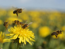Crean el primer mapa mundial de las abejas