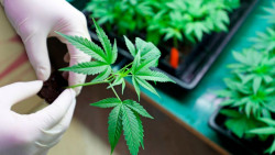 En acuerdo el Químico con despenalización de marihuana