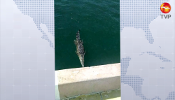 Captan a cocodrilo en el muelle de Pemex