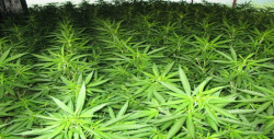 El PAN Sinaloa en desacuerdo con aprobación de uso  lúdico de la mariguana