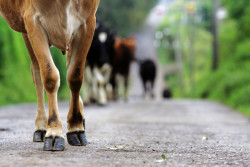 El precio ecológico del consumo de carne