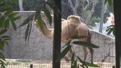 Inconsistencias en la ley de protección de animales