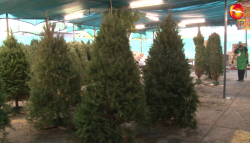 Ya inició la venta de pinos naturales en Mazatlán