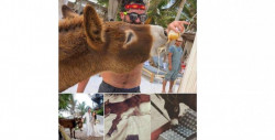 Denuncian que hotel en Quintana Roo permite a huéspedes emborrachar a burro como atractivo turístico