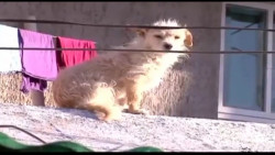 Acuerdan seguimiento a casos de maltrato animal en Cajeme