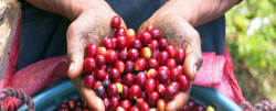 La producción de café de Colombia cae un 4 % en noviembre