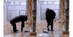 ¡Más limpio que muchos! Graban a chimpancé imitando a sus cuidadores y barriendo su jaula