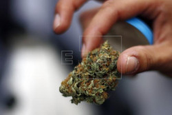 Colombia entra al negocio de ropa hecha con cáñamo de cannabis no psicoactivo