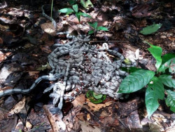 Ecuador devuelve a 35 boas y nueve tortugas a su hábitat en la Amazonia