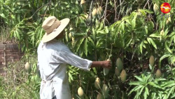 Vivirá el mango sinaloense el revés de la moneda en el 2021