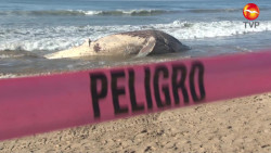 Entierran a ballena que encalló en playas de Mazatlán