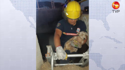 Es rescatada y ahora busca regresar con sus dueños o un nuevo hogar