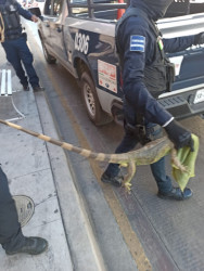 Conoce a la iguana "Godín", dentro de una cajero