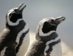 Brasil rescató este año en sus playas 5.597 pingüinos varados