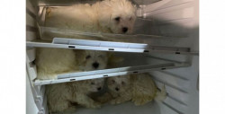 Rescatan de un refrigerador a cuatro perros maltés que iban a ser vendidos ilegalmente