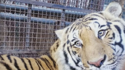 AZCARM apoya labores de salvamento de tres felinos decomisados