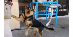 Rescatan a "Covito" y se lo llevan a EE.UU., el perro que esperó afuera del hospital a su dueño fallecido por Covid-19