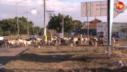 Borregos detienen el tráfico en Mazatlán