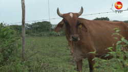 Permite consumo de carne mantenerse en pie a la ganadería en Mazatlán