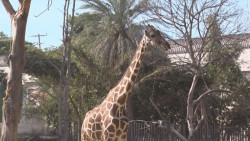 3 mil visitantes tuvo el Zoológico de Culiacán en el primer fin de semana del año
