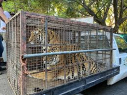 Más de 400 animales se rescataron en el 2020