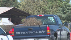 El Ayuntamiento de Culiacán instalará centros de acopio para arbolitos de navidad