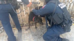 Elementos de la SSPyTM liberan a perro atrapado en un domicilio