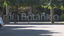 Jardín botánico recibirá arbolitos navideños