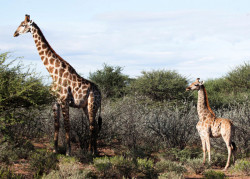 Varios científicos documentan las primeras "jirafas enanas" en Uganda y Namibia