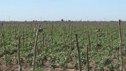 Hela en el Valle del Yaqui; en evaluación los daños
