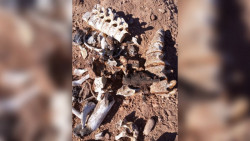 Madres Buscadoras de Sonora localizan 19 fosas en Guaymas