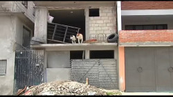 Se reciben trece denunciar por exponer a perros al frío; llaman a protegerlos