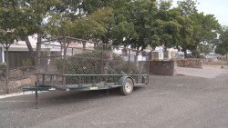 Más de mil pinos navideños han acopiado en los centros que puso el Ayuntamiento de Culiacán
