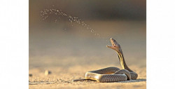 Científicos destacan como las cobras evolucionaron para escupir veneno y así poder defenderse de los depredadores