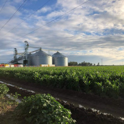 Alentador el panorama para productores de maíz: AARFS