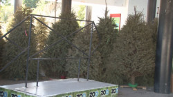 Zoológico de Culiacán sigue recibiendo pinitos de navidad
