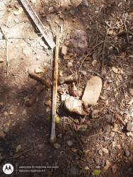 Sacan a balazos a buscadoras al encontrar restos humanos
