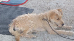 Se oponen a la creación de un Centro de Bienestar Animal
