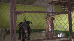 En contra de instalación de Centros antirrábicos en Sinaloa