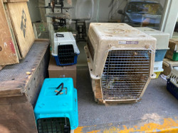 La AZCARM a través del zoo de Culiacán protege a 200 animales decomisados