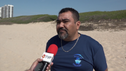 Temporada regular de anidación de tortugas en Mazatlán