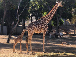Nace Jirafa en el zoológico de Culiacán